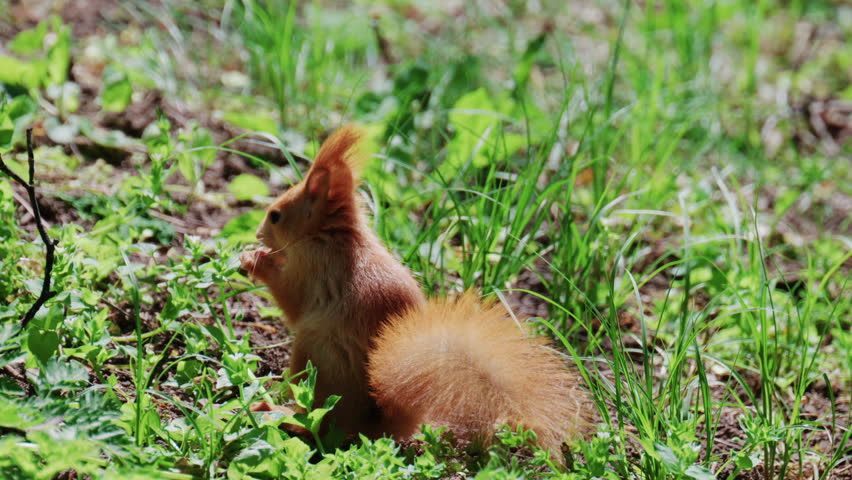 Fast moving red squirrel running across grass and soil covered with leaves and small plants
