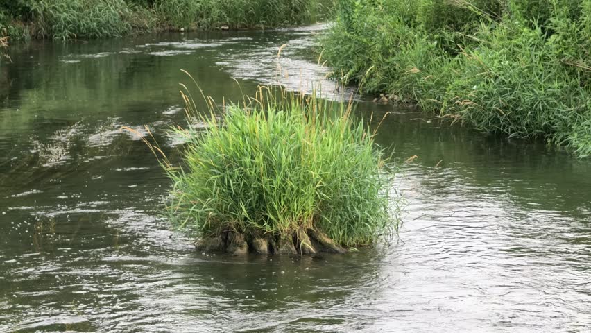 Small Grass Island in a Flowing Forest Stream with Natural Water Current

Small grass-covered island surrounded by flowing freshwater in a quiet forest stream. Natural current creates gentle movement around the vegetation while the peaceful riverside landscape highlights the beauty of an untouched aquatic habitat.