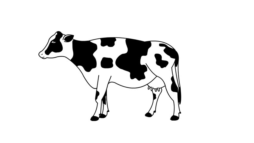 Cartoon style animation of a cow, black and white art, drawing, 2D.