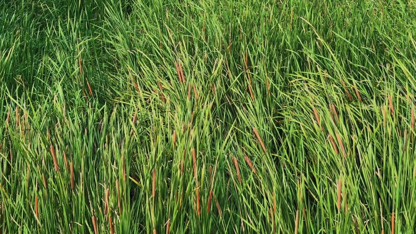Tracking shot through dense wild cattails growing in a thriving freshwater wetland showcasing healthy marsh vegetation and natural ecological habitat