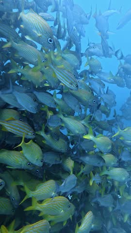Vast school of yellow and silver french grunts swimming together in the clear blue caribbean water