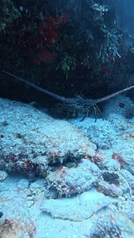 Spiny lobster, panulirus argus, hiding in its den under a coral reef in the caribbean sea