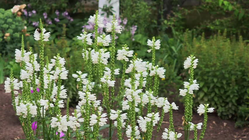 Bumblebees pollinating white physostegia flowers in summer garden