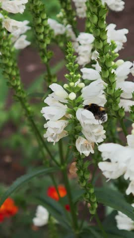 Bumblebee pollinating white physostegia flowers close up vertical