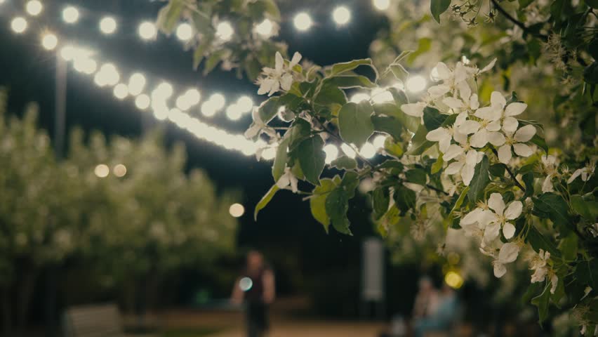 White blossoms and green leaves glow in soft evening light in a park under hanging string lights. Blurred figures and a warm park atmosphere create a calm outdoor celebration scene. Close up.