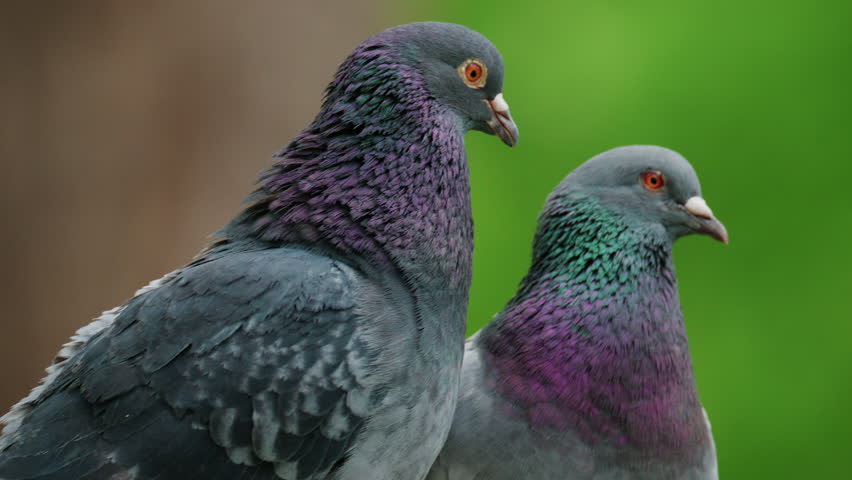Close up of two pigeons standing close together, both showing iridescent neck feathers in shades of green and violet