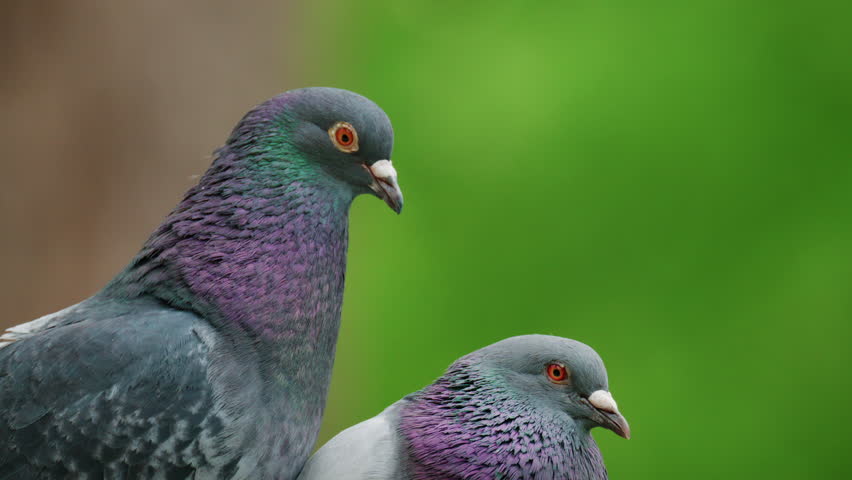 Close up of two pigeons standing close together, both showing iridescent neck feathers in shades of green and violet