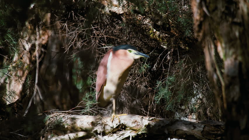 Nankeen Night-Heron stands alert on a tree branch within a shaded forest area while looking for prey during the daytime