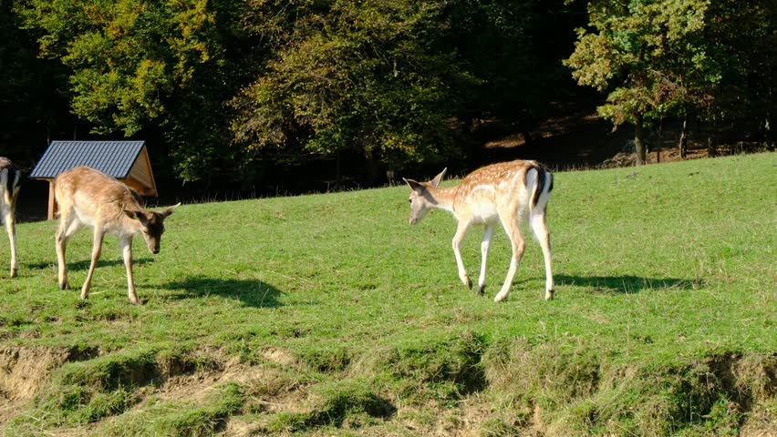 Large group of beautiful spotted deer grazes together on lush green hillside pasture. Jelenov Greben farm provides natural habitat for peaceful animals during sunny day.