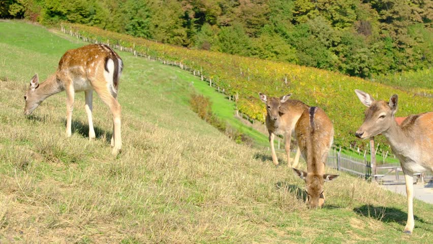 Large group of beautiful spotted deer grazes together on lush green hillside pasture. Jelenov Greben farm provides natural habitat for peaceful animals during sunny day.