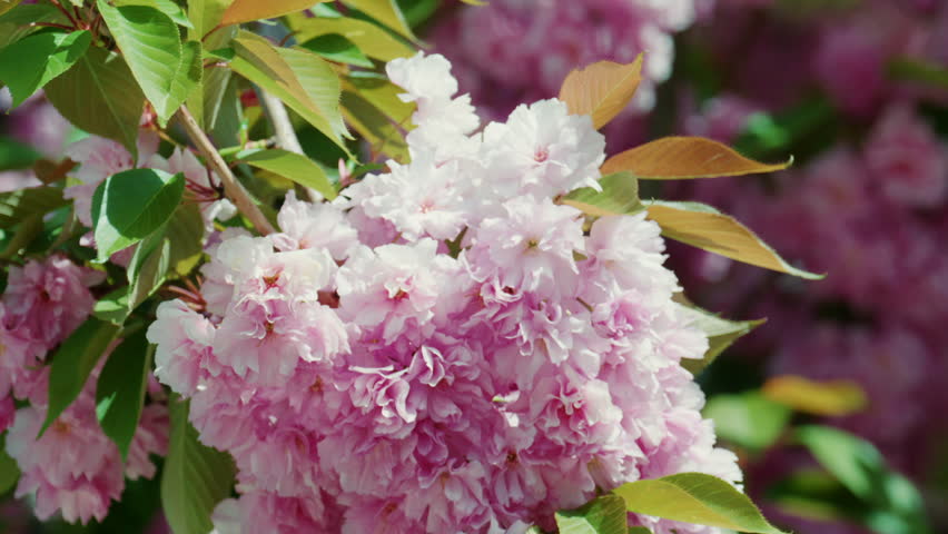 Close up of vibrant pink blossoms on a tree branch in full bloom
