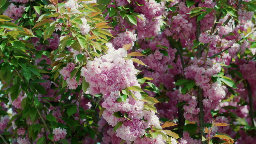 Close up of vibrant pink blossoms on a tree branch in full bloom
