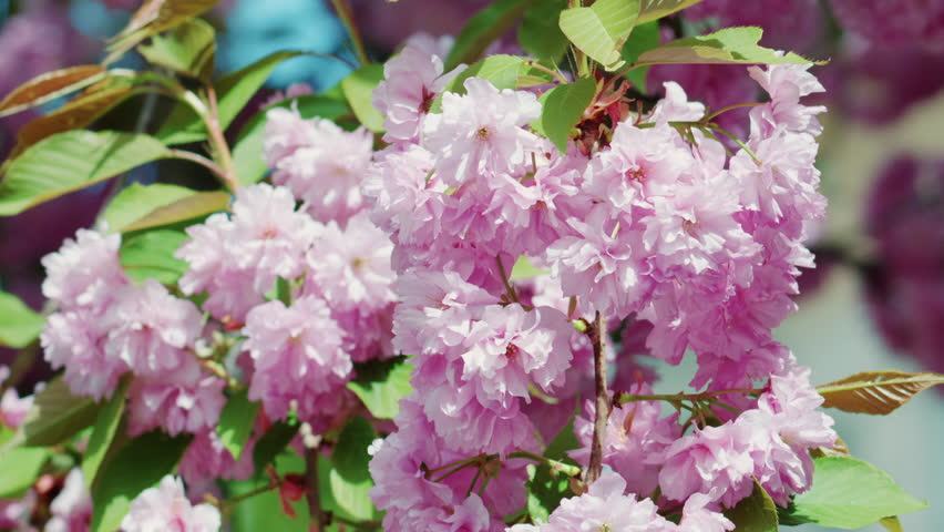 Close up of vibrant pink blossoms on a tree branch in full bloom