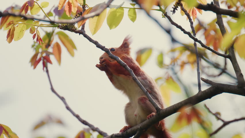 Red squirrel sitting on a branch while eating, surrounded by soft focus leaves
