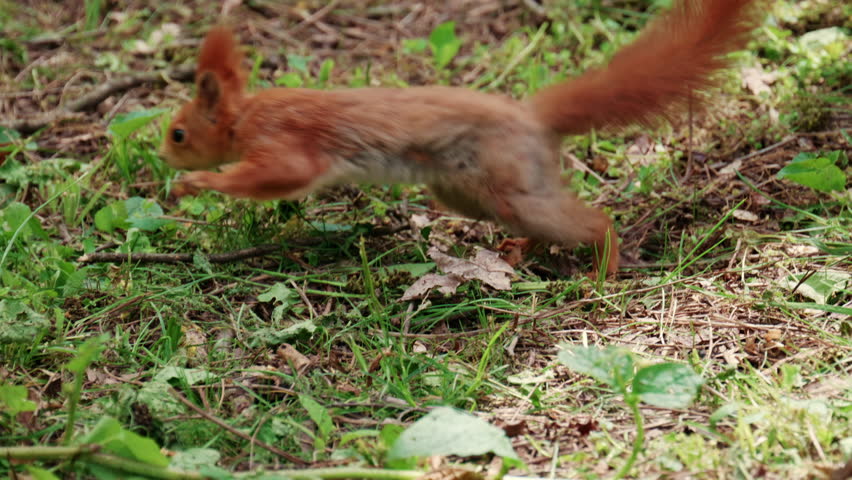 Fast moving red squirrel running across grass and soil covered with leaves and small plants