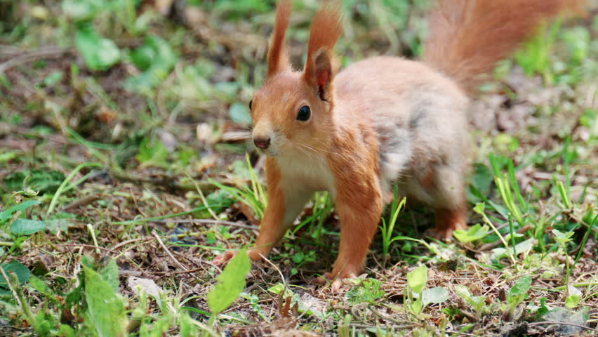 Fast moving red squirrel running across grass and soil covered with leaves and small plants