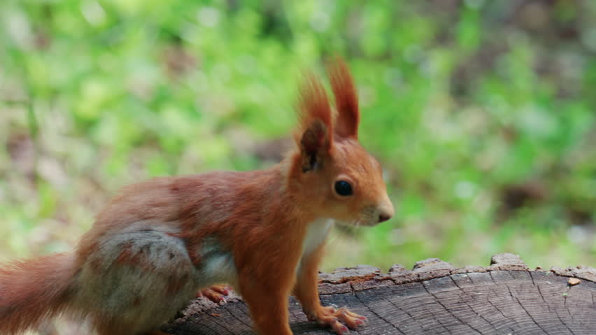 Fast moving red squirrel running across grass and soil covered with leaves and small plants