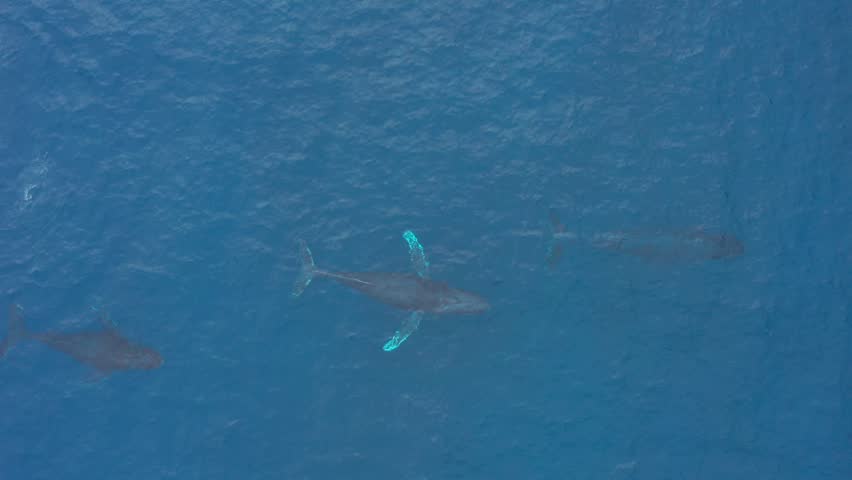 Humpback whale group and single perfect high and close overhead clip of blowing breathing whales at the ocean surface in Hawaii, showcasing majestic marine wildlife and pristine blue waters