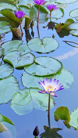 Beautiful purple lotus flower with green leaves in pond. Aquatic lotus flower blooming in pond, lake, river water in summer.	
