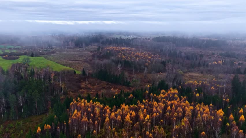 Aerial view of autumn forest with colorful trees and misty fields in Latvia.