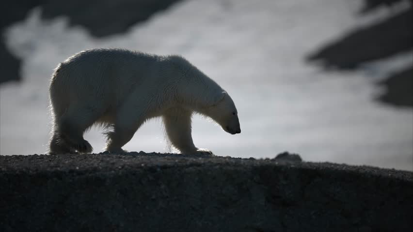 Polar bear is walking on the coast of Svalbard.