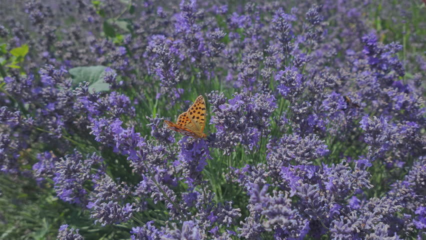 Close up of bright orange silver-washed fritillary flutters and feeding on purple Lavandula blossoms in summer lavender field with honeybees. Bright butterfly and bee on violet Lavandula flowers