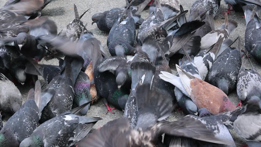 Feeding Flock of Wild Pigeons and Doves Birds at City Street