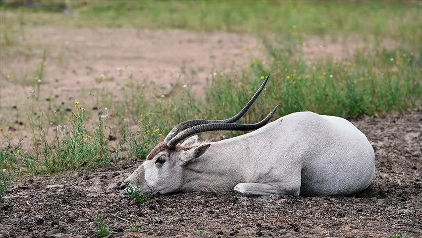 An addax (Addax nasomaculatus), a critically endangered desert antelope with long spiral horns, lies on the grass at a safari park in the Netherlands, its pale coat contrasting with the green vegetation.