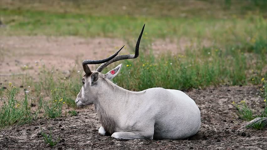 A critically endangered addax (Addax nasomaculatus) rests on the ground in close view, the twisted spiral horns and dark facial markings of this desert antelope clearly visible at a Dutch safari park.