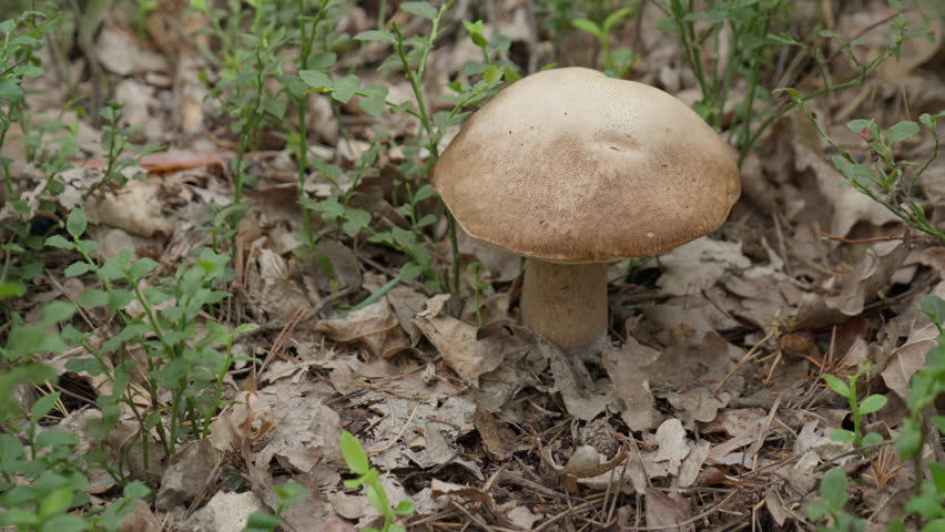 Wild porcini mushroom grows on forest soil during outdoor leisure time. Active mushroom foraging concept highlights nature hiking and eco adventure. Finding edible boletus edulis in the woods.