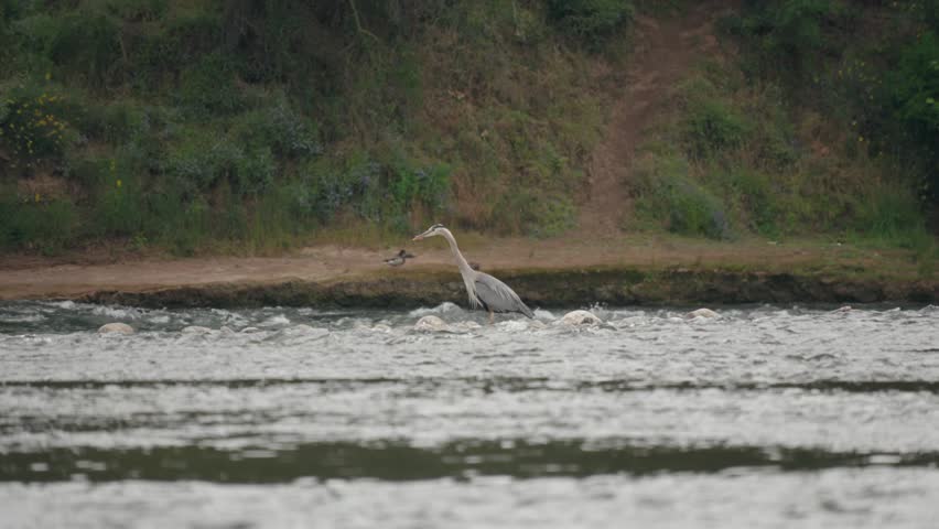 Great blue heron standing still in river rapids while hunting for fish