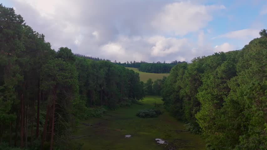 forest with landscape comming out middle of trees