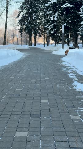Mid-sequence winter park walkway with small dog pausing on right-side snowbank under evergreen trees