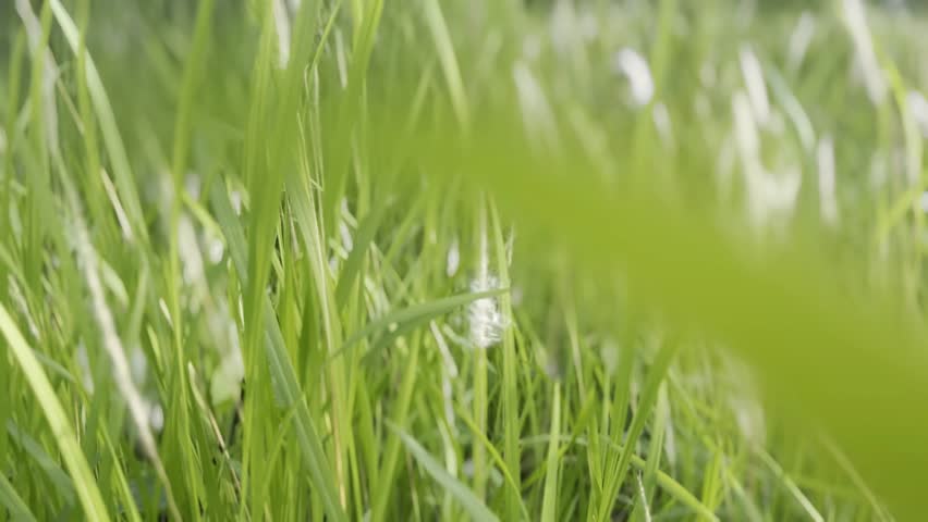 Grass field closeup view, open wide green field.