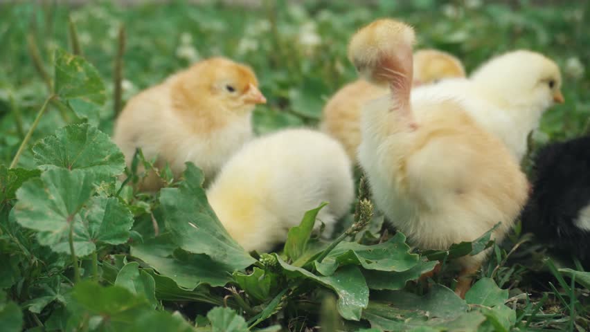 Fluffy chicks in different colors, including yellow and black, forage on green grass, interacting with the lush foliage and small white flowers in a vibrant outdoor environment