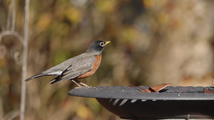 Perched American robin (Turdus migratorius) standing on a metal birdbath, warm autumn light and blurred foliage setting a calm seasonal mood