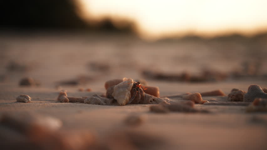 Hermit Crab Crawling Over Small Rocks and Coral on a Tropical Ocean Beach in Warm Golden Sunset Light