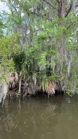 Louisiana Swamp Tour near New Orleans.