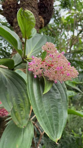 Blooming pink medinilla flowers with large green leaves in a tropical garden, vertical video