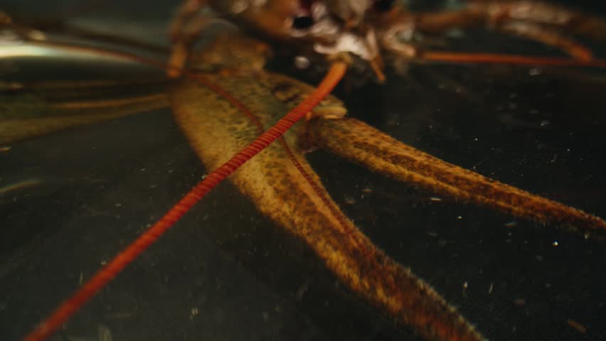 European crayfish Astacus astacus river seafood freshwater crustacean, noble crayfish, or broad-fingered crayfish, traditional food source.