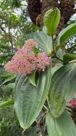 Blooming pink medinilla flowers with large green leaves in a tropical greenhouse, vertical video