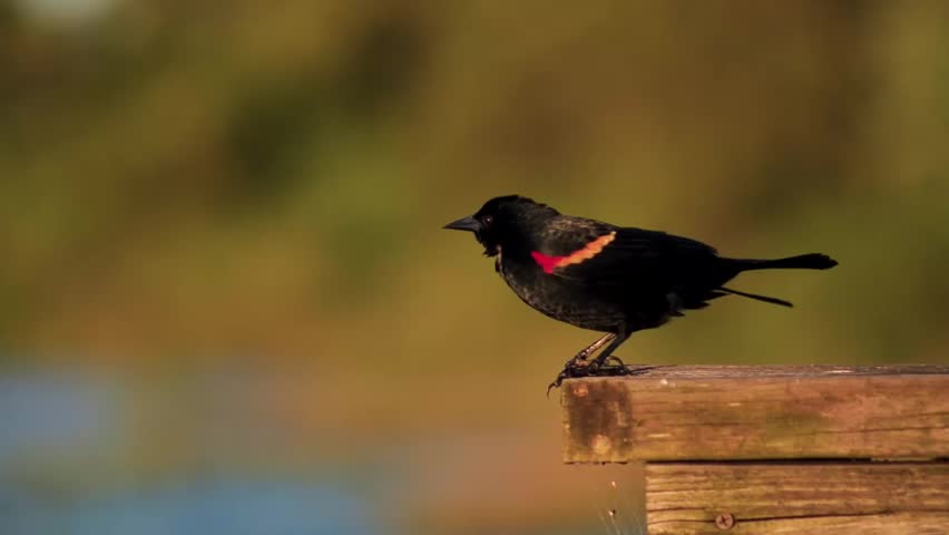 Black bird with colors waiting to hunt and fly