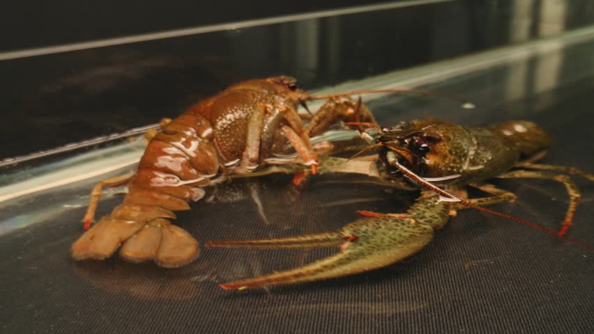 European crayfish Astacus astacus river seafood freshwater crustacean, noble crayfish, or broad-fingered crayfish, traditional food source.