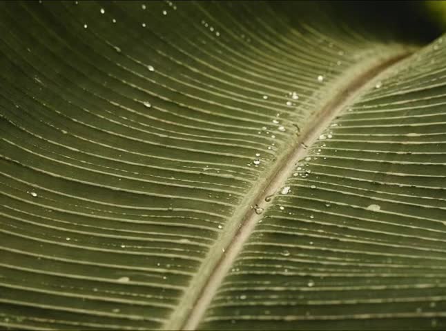 Fresh Water Droplets on Green Banana Leaf, Tropical Nature Background, Macro Close Up