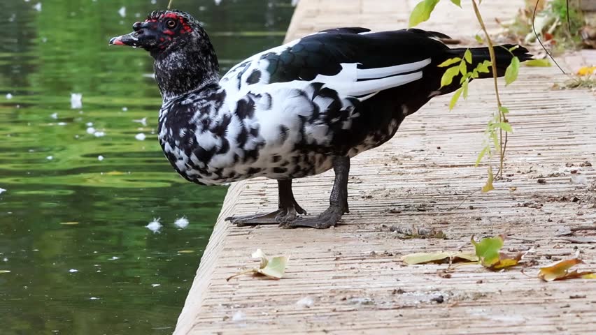 A Muscovy duck (Cairina moschata) drinking from a calm pond while standing on a wooden edge surrounded by fallen leaves