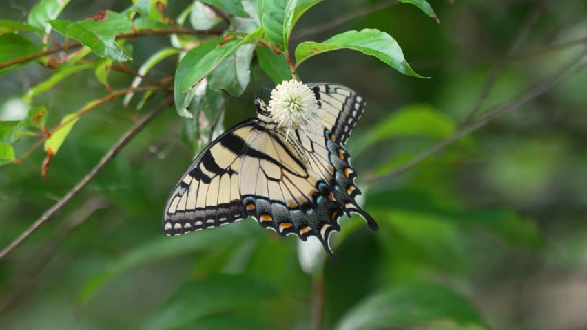 A high-definition horizontal shot of an Eastern Tiger Swallowtail (Papilio glaucus) clinging to a leafy branch while feeding on a round white buttonbush (Cephalanthus occidentalis) flower head against a natural green background.