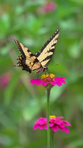 A close-up vertical video capturing an Eastern Tiger Swallowtail (Papilio glaucus) nectaring on a bright pink zinnia blossom before gently fluttering its wings and taking flight in a summer garden.