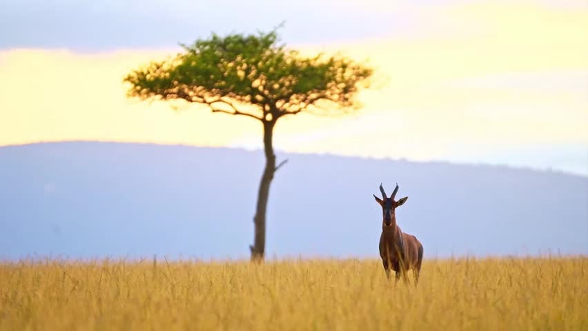A lone topi antelope standing watchful on tall dry grass with an acacia tree and mountains in the soft background during golden hour.