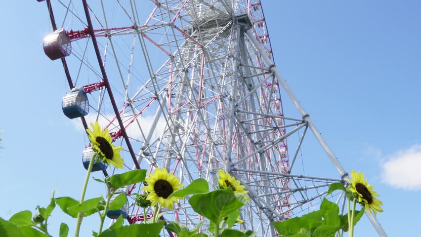 Sunflowers in full bloom and the giant Ferris wheel at Kasai Rinkai Park under a summer blue sky in Tokyo, Japan.