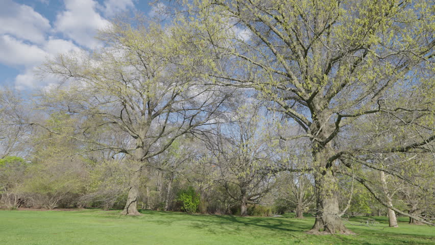 A slow panning shot captures large deciduous trees budding with fresh green leaves in a sun-drenched park. Wispy clouds float across the blue sky above the grassy landscape.